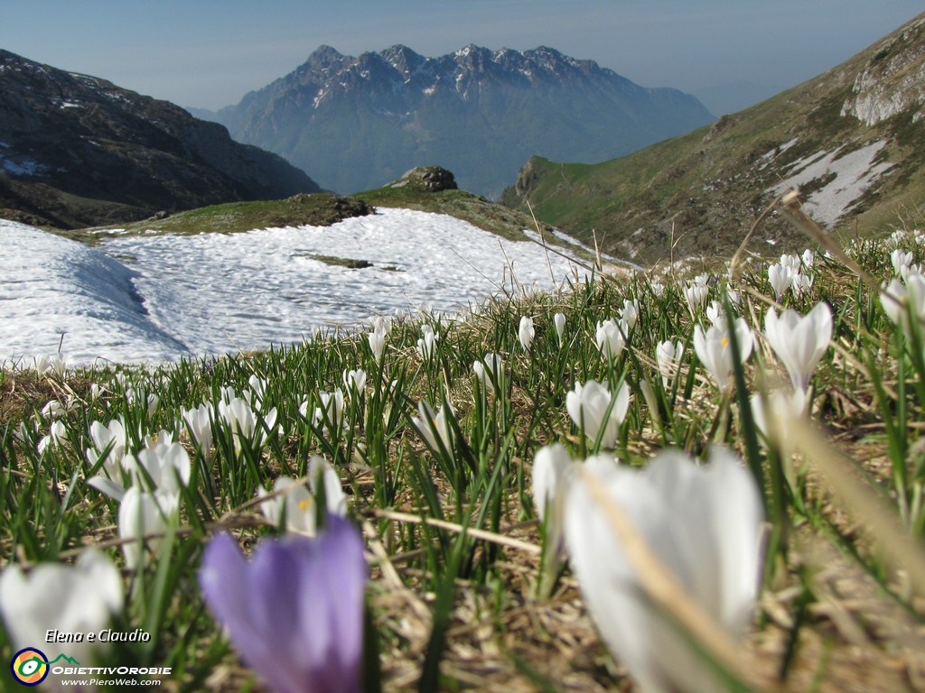 31 Crocus e Alben.JPG